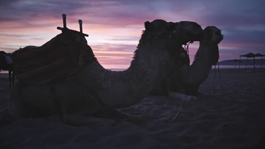 Camels resting on the sand in the desert at dusk