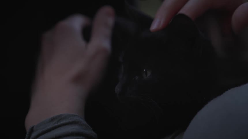 Close up of a black cat being petted