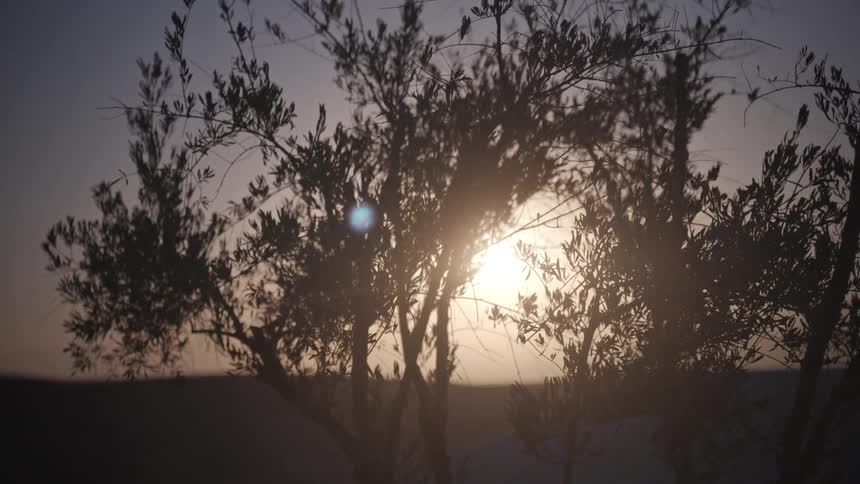 Morning sun beaming through trees in a desert location