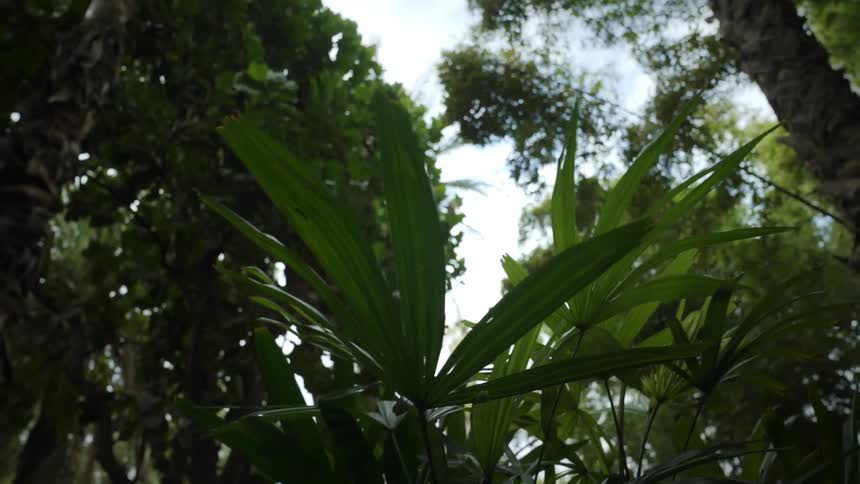 Tropical plants and trees with sunlight shining on them