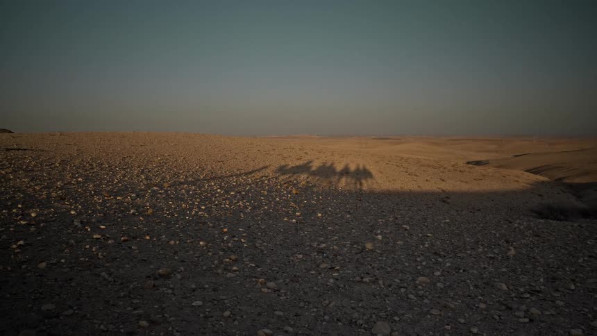 Camel - Sunlight is casting a shadow on the desert sand