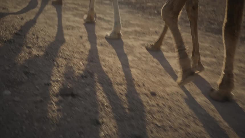 Camel Close up of the feet of a group of camels walking on a path through the desert