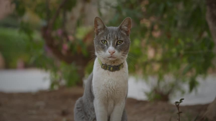 Cat wearing a collar is sitting in the grass outdoors during spring time