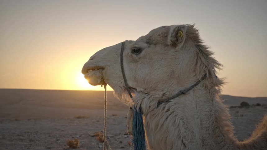 Camel is eating food in the desert while the sun is setting