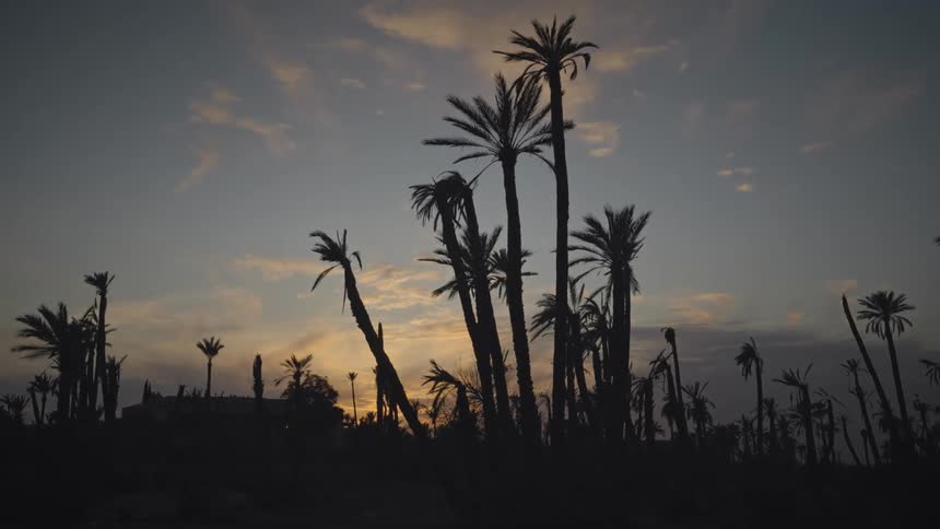 Palm trees swaying in the breeze at sunset