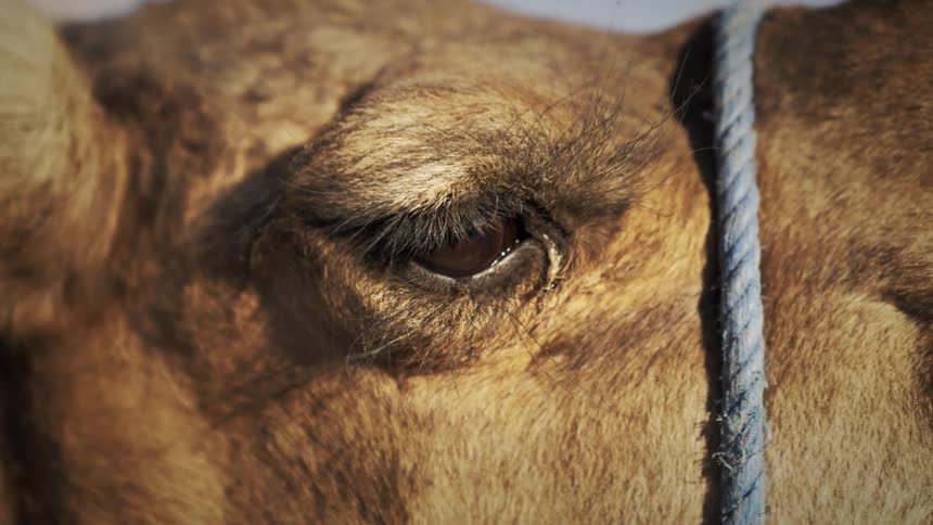 Camel outside on a sunny day blinking