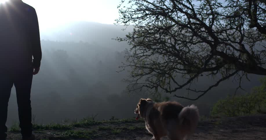 A dog enjoying the sunlight