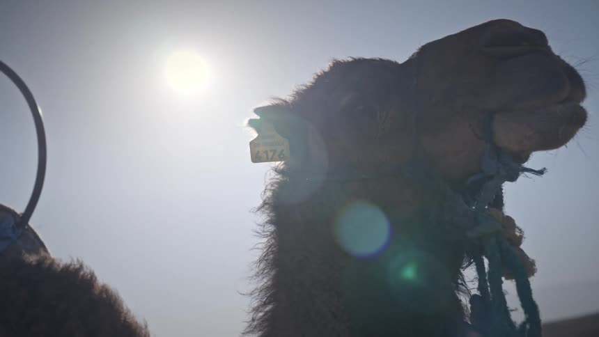 Close up of the head of a camel in the desert at daytime