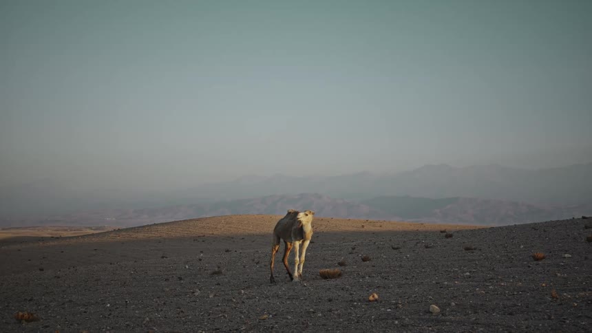 A camel is walking across the sand on a sunny day