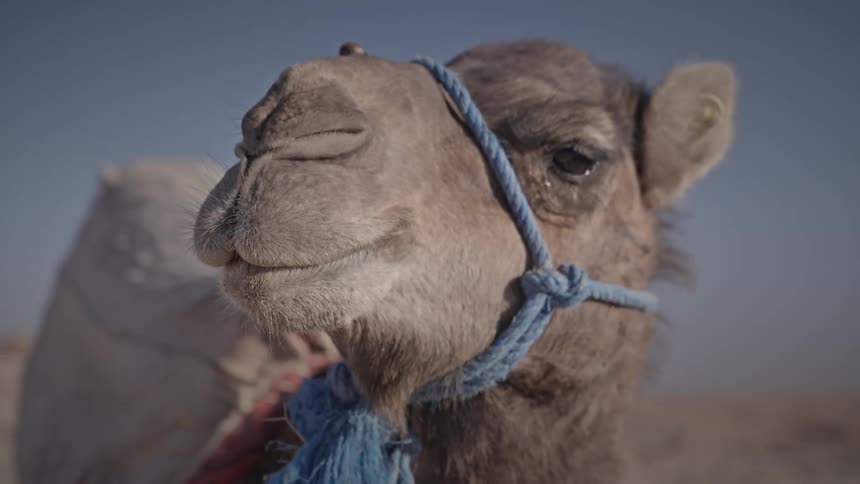 A camel is looking left and right while standing in the desert