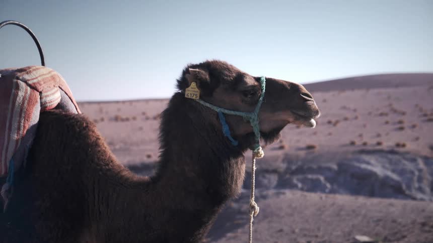 Camel turning its head while standing in a desert one morning