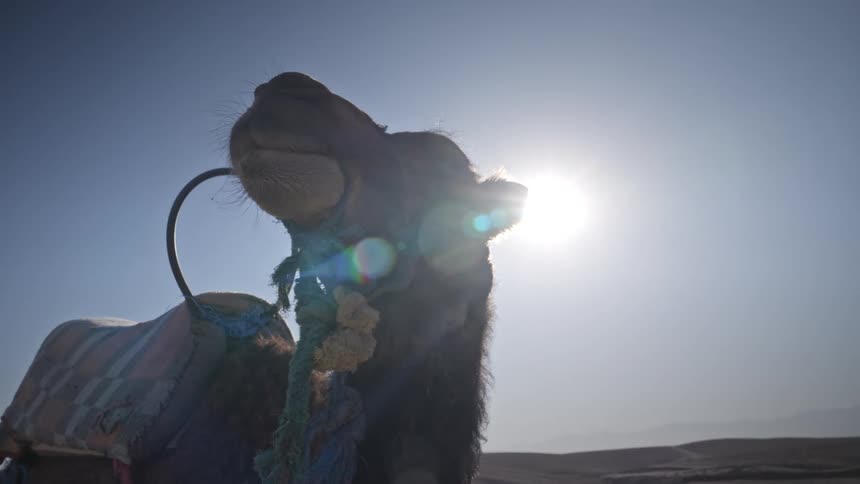 Camel in the middle of the desert on a day with blue skies and a strong sun