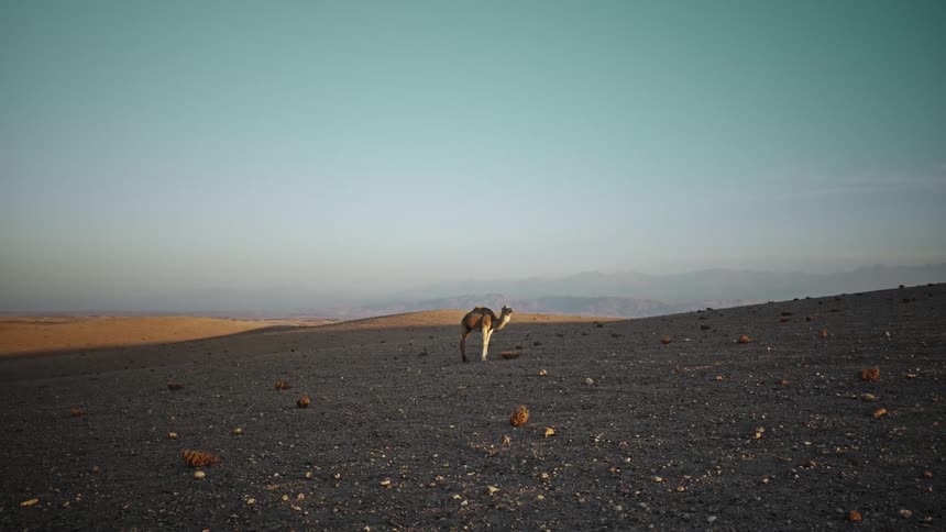 A camel is standing alone on desert sand on a clear sky day