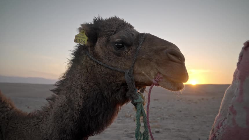 Camel is standing in desert sand while the sun is setting