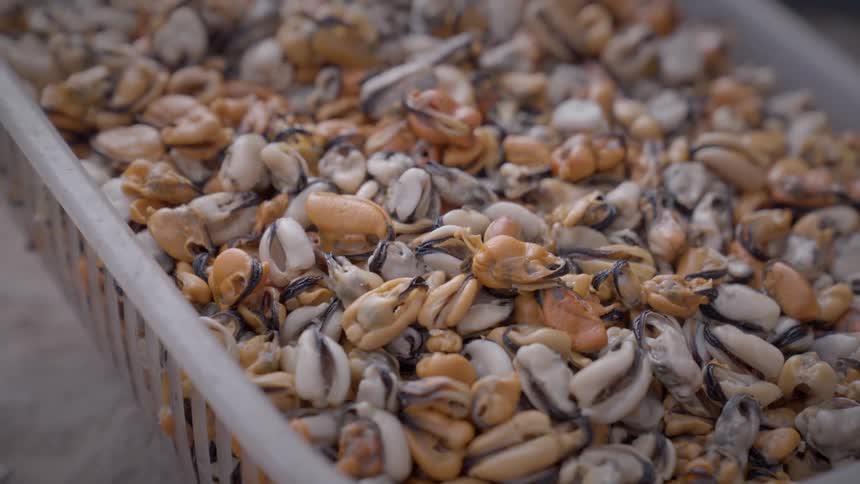 A close up clip of mussels in a basket
