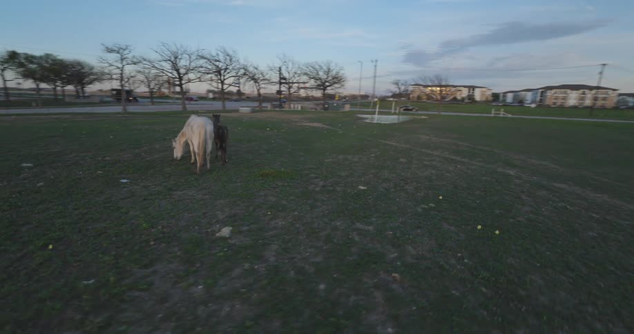 Aerial view of horses grazing on a ranch at morning