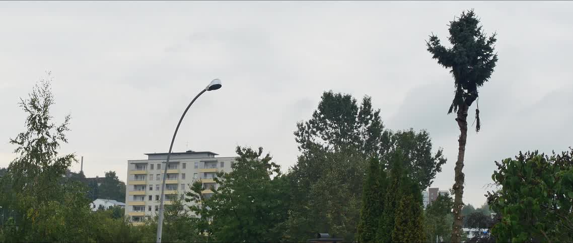 A clip of a person cutting down the branches of a tree