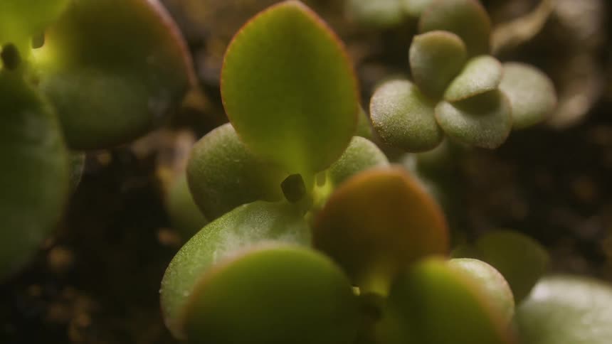 Extreme closeup on succulent petals and plants