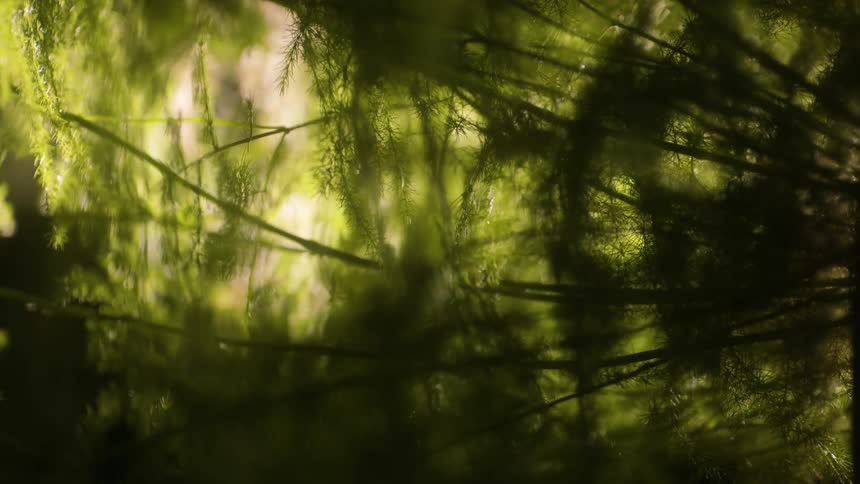 Sunlight is shining through the tree branches in a forest