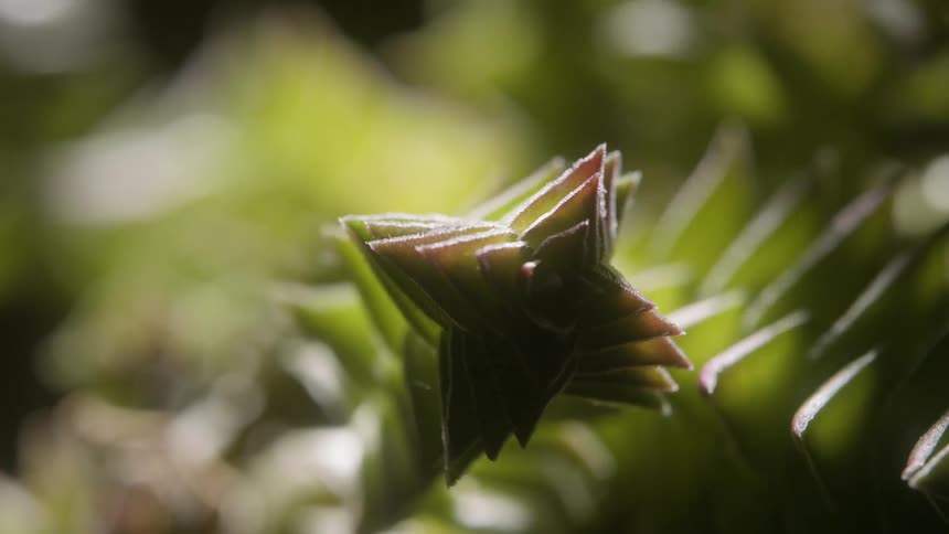 Closeup on a succulent plant