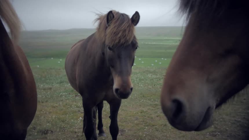 Horses in a field in a pasture on a sunny day