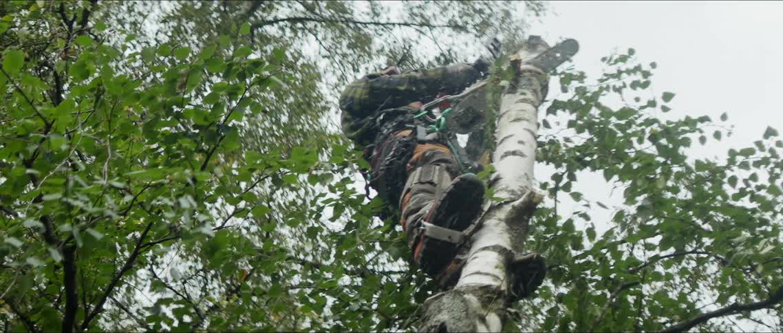 A clip of a person cutting down a tree