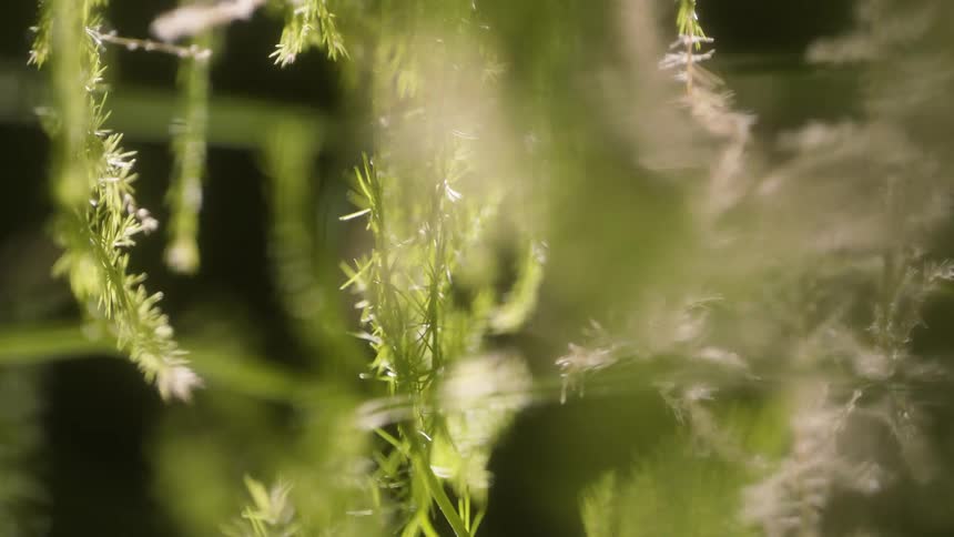 A closeup of a green plant with long thin leaves