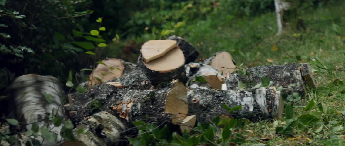 Trees are being cut and thrown into a pile of logs