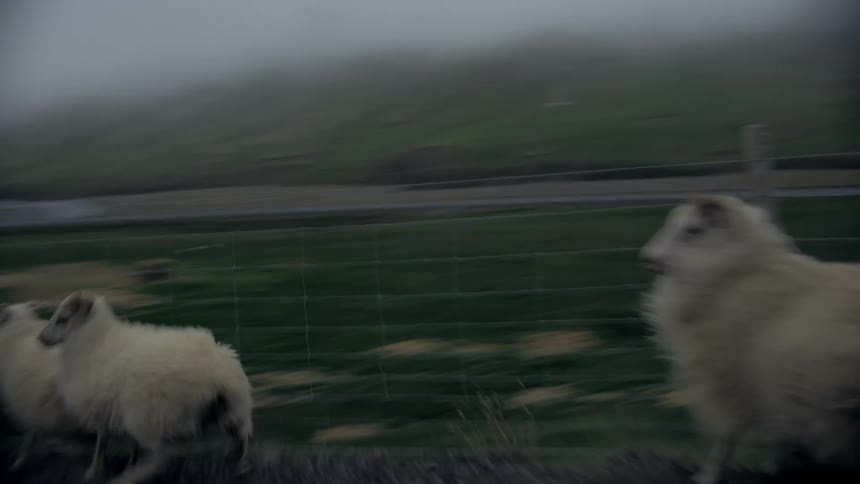Sheep running on the side of the road in a rural area