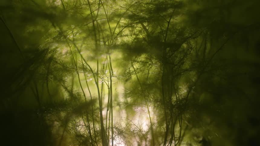 Blurred and blurring image in a forest with greenish plants