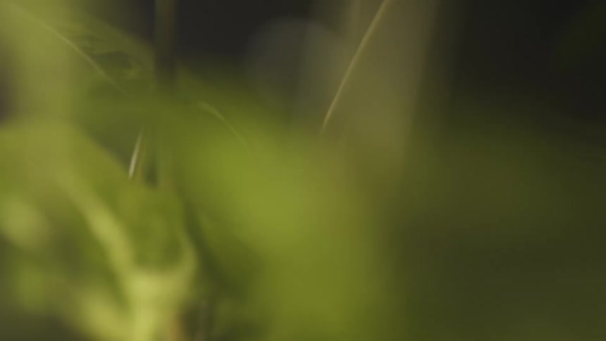 A close up clip of a plant