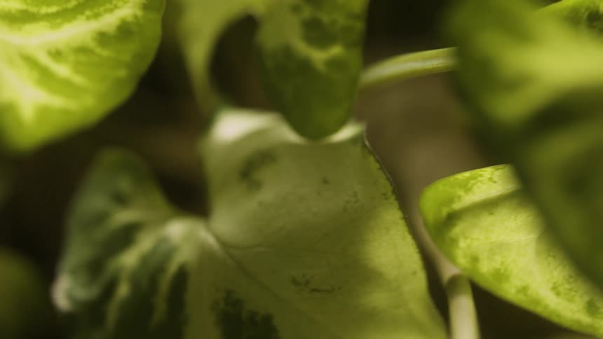 Extreme closeup of botanical leaves of a greenish plant with the reflection of sunlight