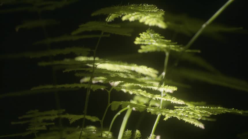 Flashing lights are shining on the plants during the night