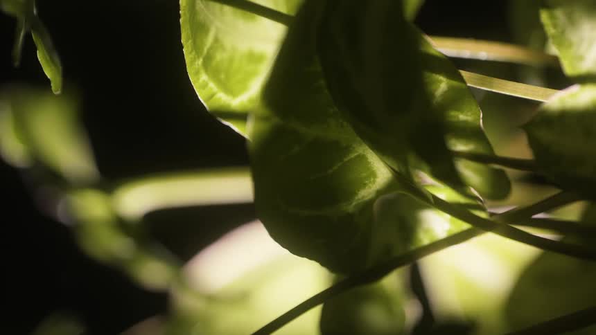 Light is shining on leaves during the daytime