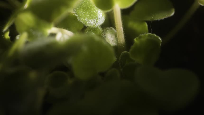 Close up of light shining over small green plant leafs