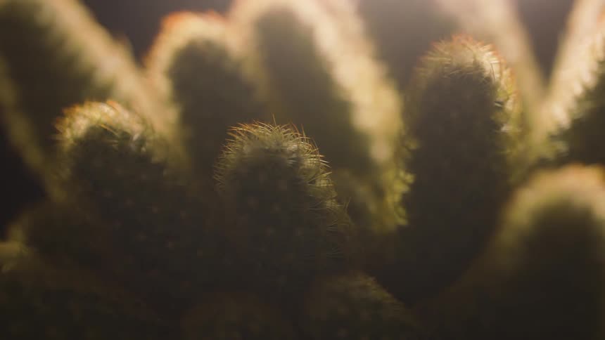 Closeup of a cactus in a dark room