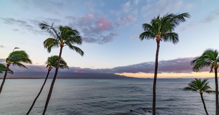 Time lapse of palm trees over a beach