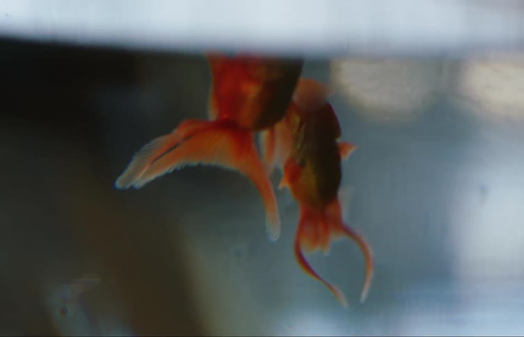 Two orange fish inside an aquarium