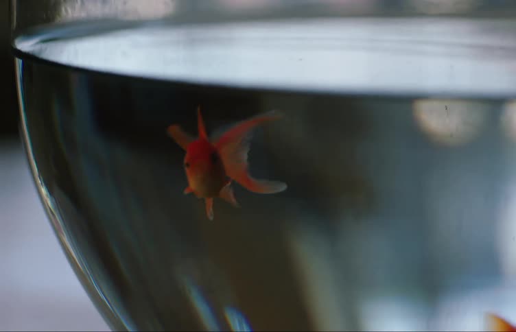 Two gold fish swim in the bowl
