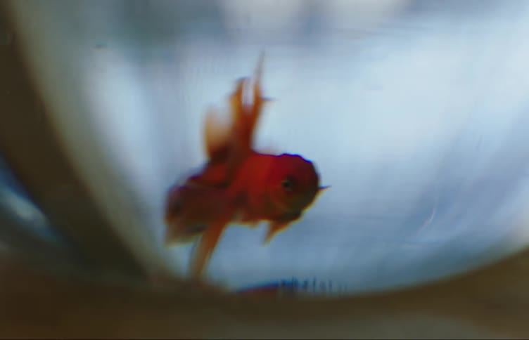 A clip of two golden fish in an aquarium