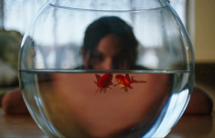 Close up of a girl looking at two goldfish on a fishbowl