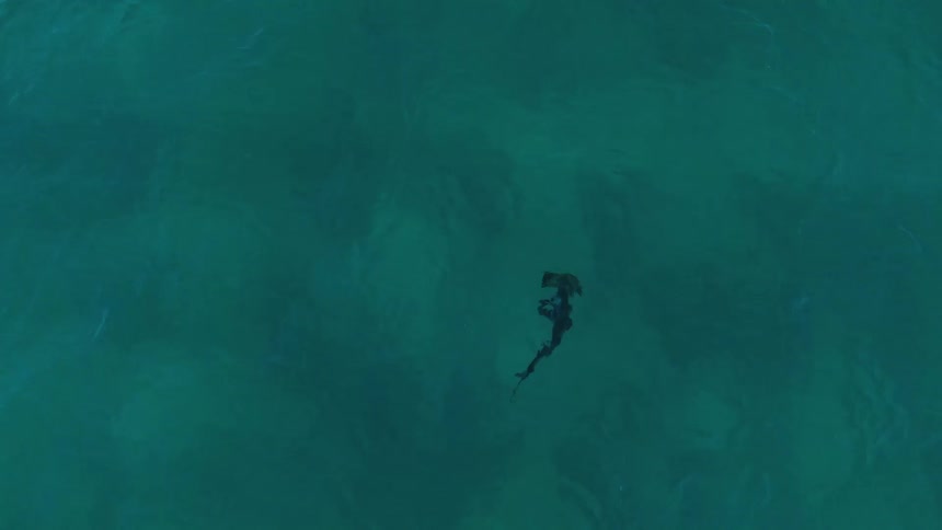 Aerial of a hammerhead shark swimming in the ocean