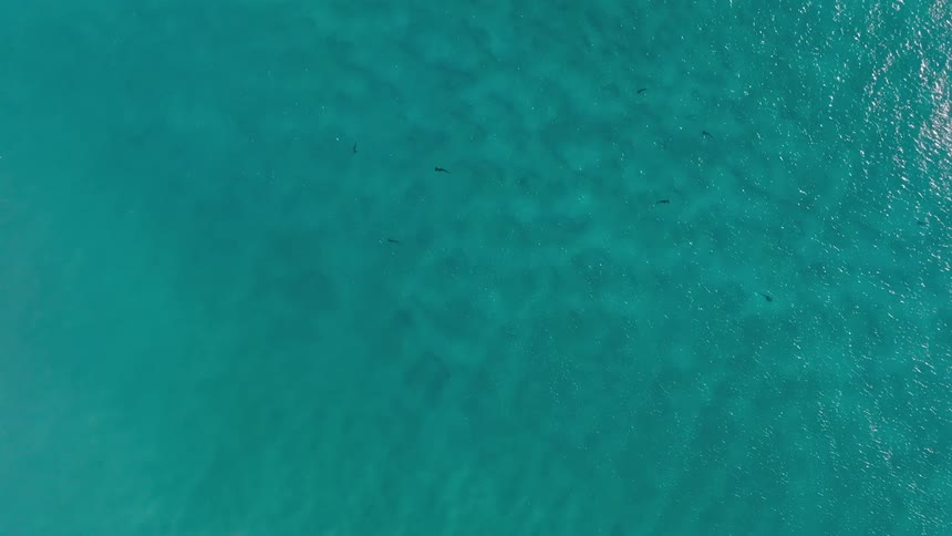 Aerial view of sharks swimming on the blue ocean waters