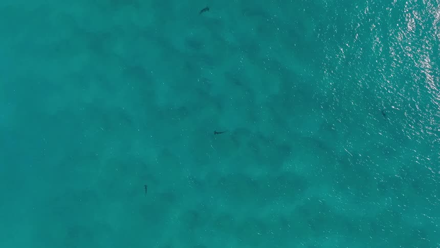 An aerial view of a group of sharks swimming in a clear blue ocean