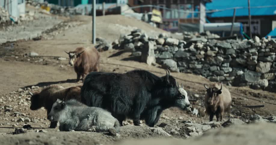 Animals graze on the grass