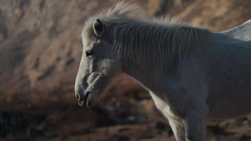 A wild horse in a desert valley