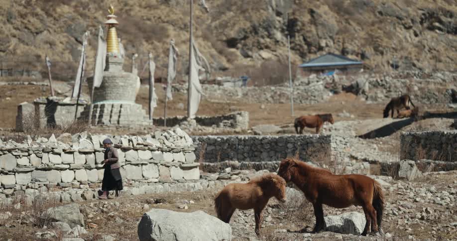 Horses and donkeys in a natural environment alongside a time through the mountains