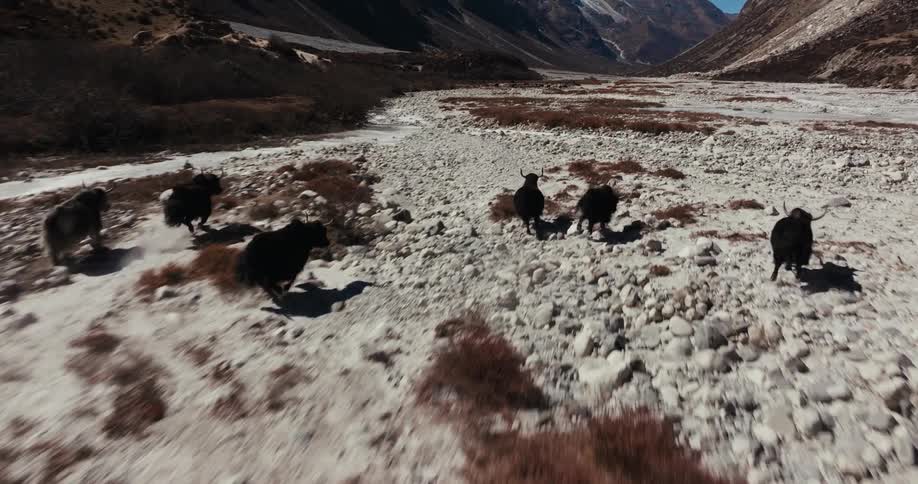 Buffaloes running through a natural terrain with rocks and mountains around