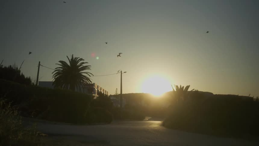 Several birds fly over a building