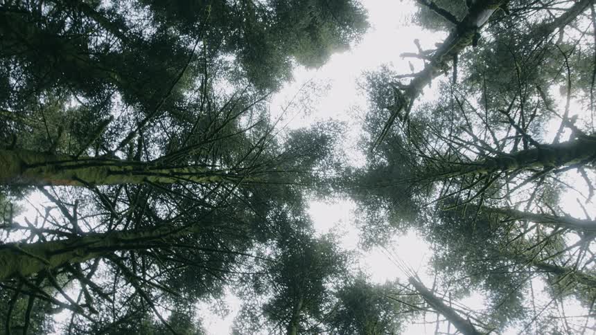 Tall conifers in grove stand under a pale sky